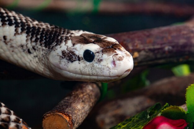 Pantherophis Obsoleta lub Rat Snake