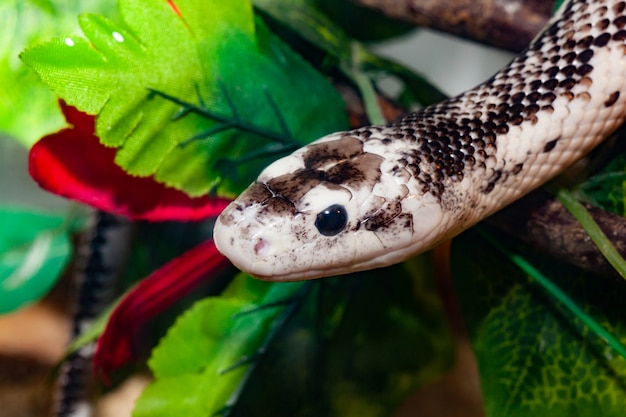 Pantherophis Obsoleta lub Rat Snake