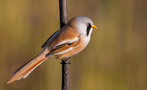 Panurus biarmicus Płotnik brodaty Wczesnym rankiem samiec siada na łodydze rośliny