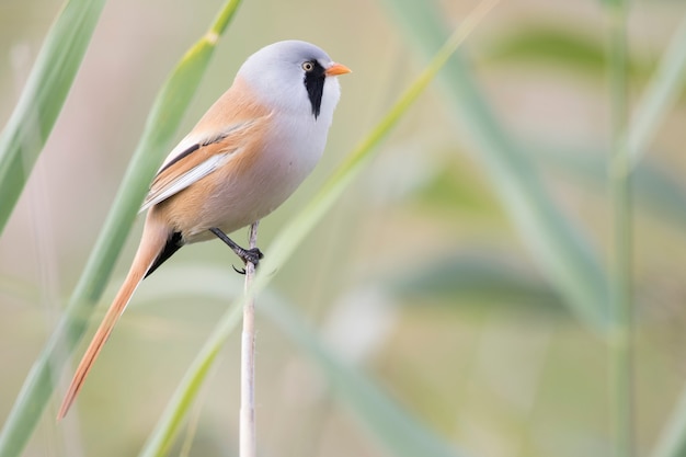 Zdjęcie panurus biarmicus