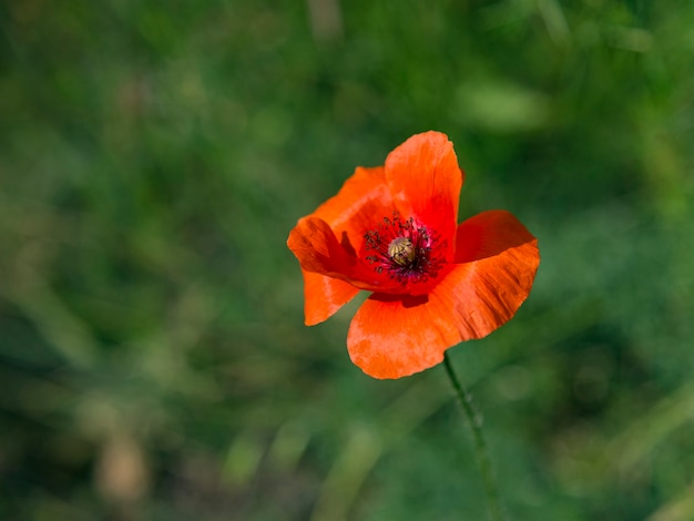 Papaver. Pojedynczy czerwony kwiat maku