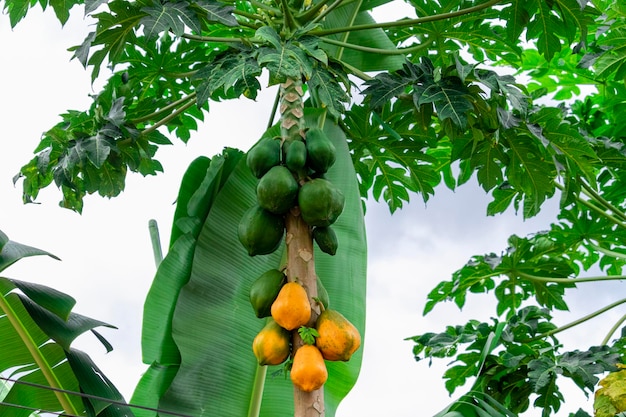 Papaya Drzewo Z Różnymi Owocami I Pięknym Niebieskim Tle Nieba.