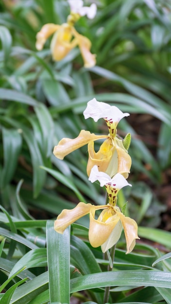 Paphiopedilum orchidea kwitnie w ogródzie.