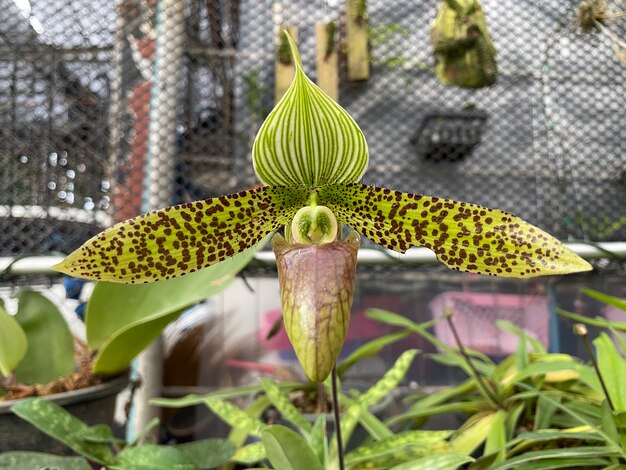 Paphiopedilum Sukhakulii Kwiat Orchidei