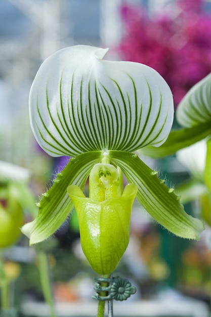 Paphiopedilum W Kształcie Orchidei