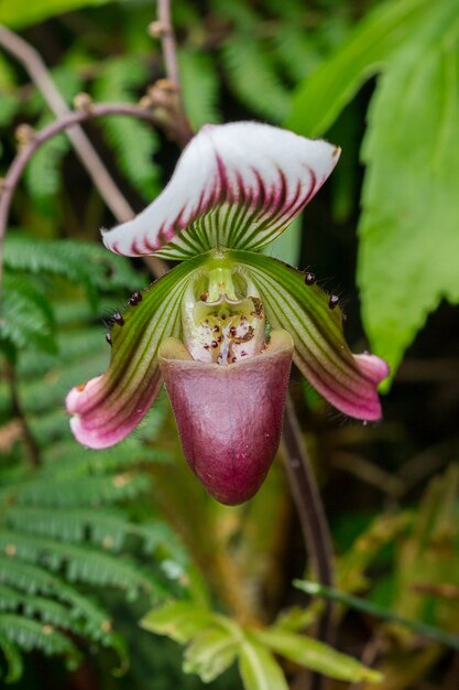 Paphiopedilum W przyrodzie, która jest piękna Kwiaty są zielone lub fioletowe zielone Jest to orchidea, która leży wzdłuż skalistej niszy