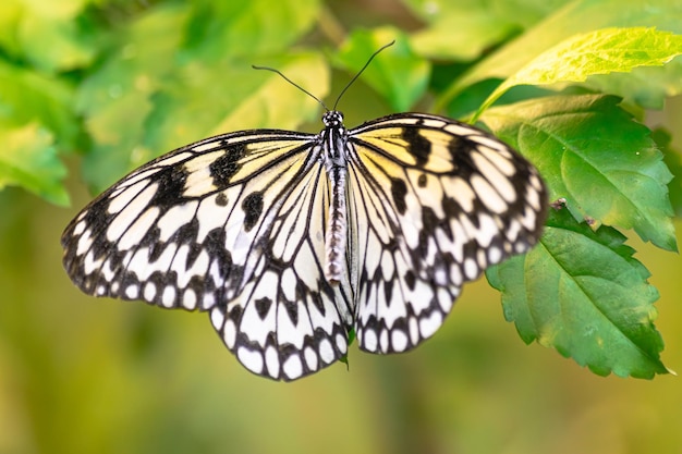 Papierowy latawiec motyl Idea leuconoe odpoczywa na zielonym liściu z otwartymi skrzydłami