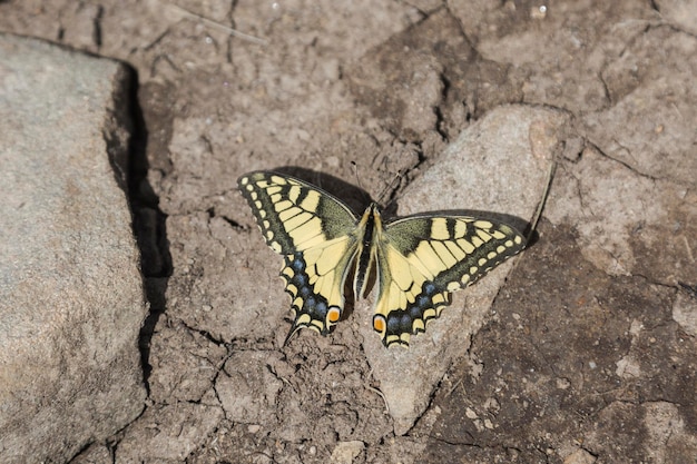 Papilio Machaon Gorganus, Paź Królowej Starego świata To żółty Motyl Z Rodziny Papilionidae