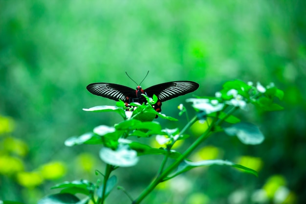 Papilio polytes, znany również jako mormon pospolity żywiący się rośliną kwiatową w publicznym parku