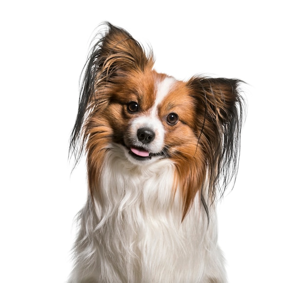 Papillon Dog, 2 Lata, Na Białym Tle