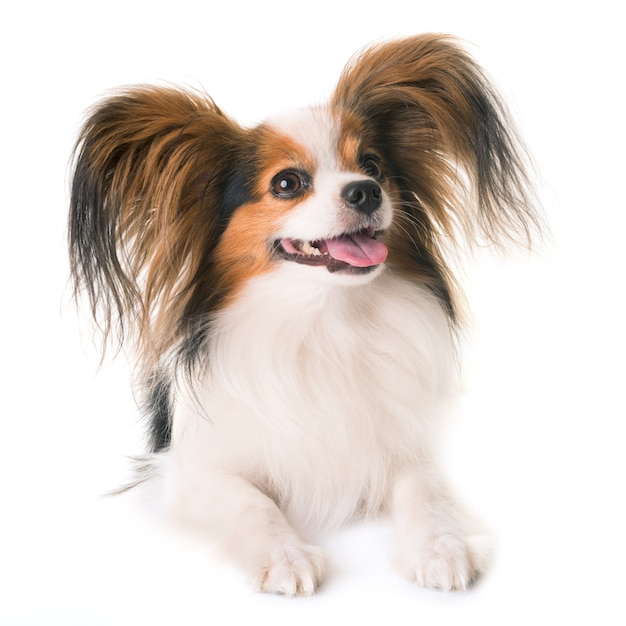 Papillon Dog w studiu