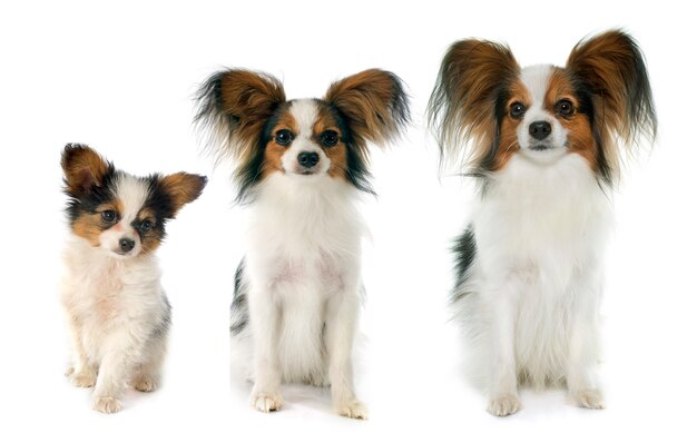 Papillon Dog w studiu