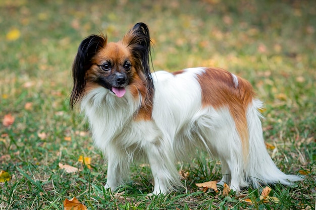 Papillon, znany również jako spaniel kontynentalny, bawi się na trawie...