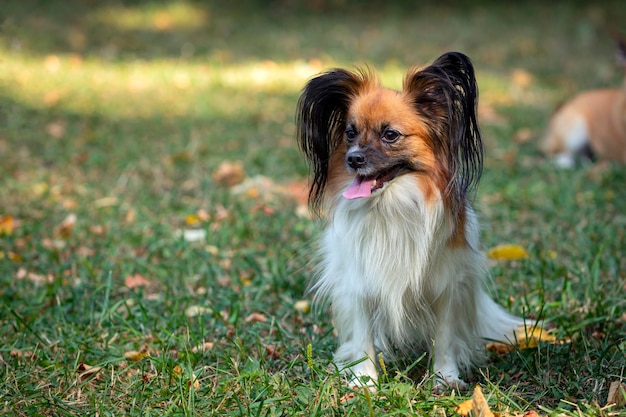 Papillon, znany również jako spaniel kontynentalny, bawi się na trawie...