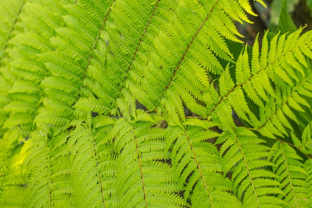 Paproć pozostawia piękny wzór tła natury Tropikalny zielony liść tekstury