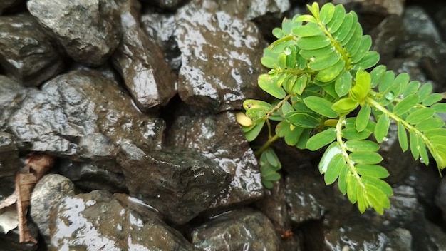 Zdjęcie paprocie roślina na kamiennym tle dla natury tapety