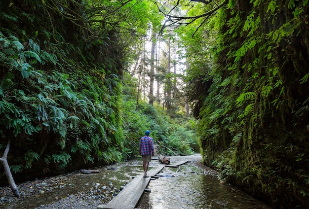 Paprociowy Kanion W Parku Narodowym Redwoods, Usa, Kalifornia