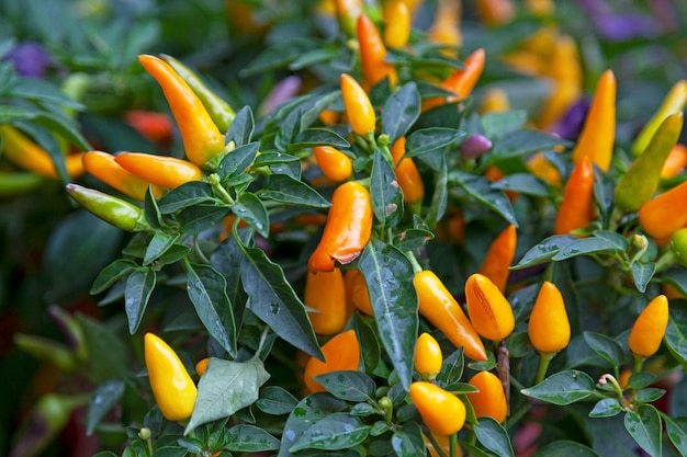 Papryczki chilli Amarillo