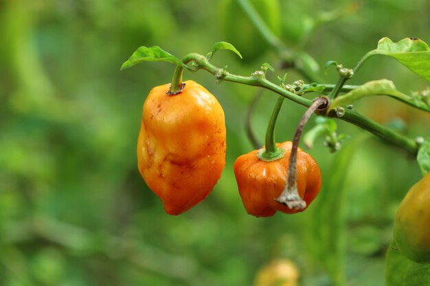 Papryka brazylijska w naturze