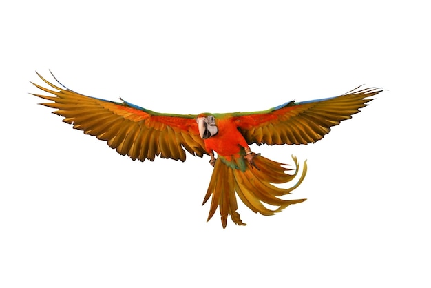 Papuga Ara arlekin na białym tle.
