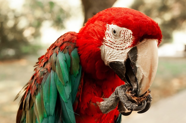 Papuga Ara Jedząca Orzech