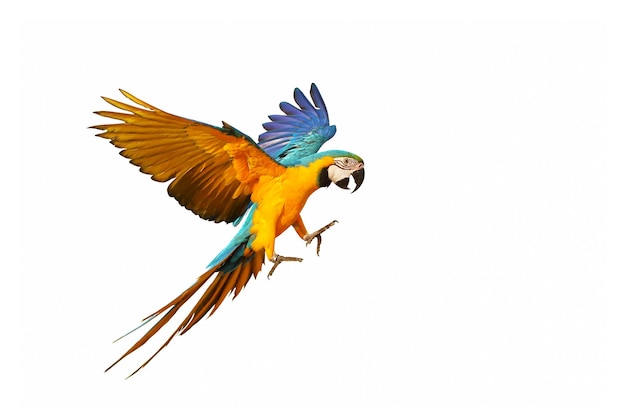 Papuga Ara kolorowy latający na białym tle.