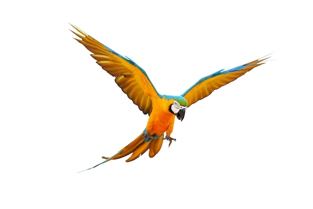 Papuga Ara Kolorowy Latający Na Białym Tle.