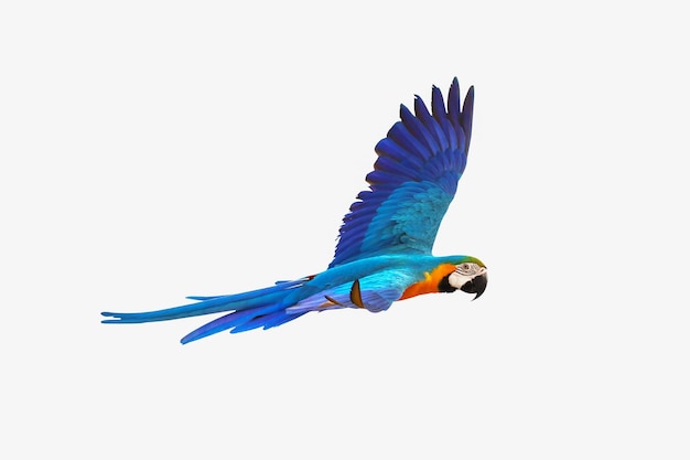 Papuga Ara kolorowy latający na białym tle.