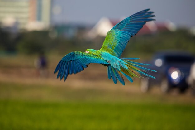 Papuga Ara latająca przez pola