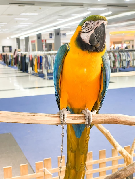 Papuga Ara na stojaku na pokaz