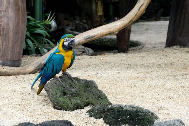 Zdjęcie papuga ara śpi w zoo