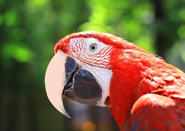Papuga Ara z bliska na niewyraźne tło