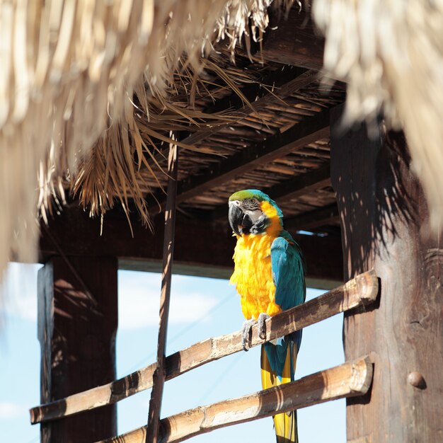 Papuga Ara, żółto-niebieska Papuga Macaw.