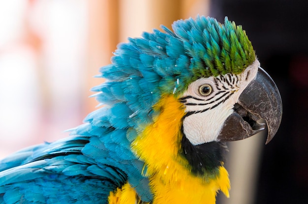 Papuga Błękitna Złota Ara