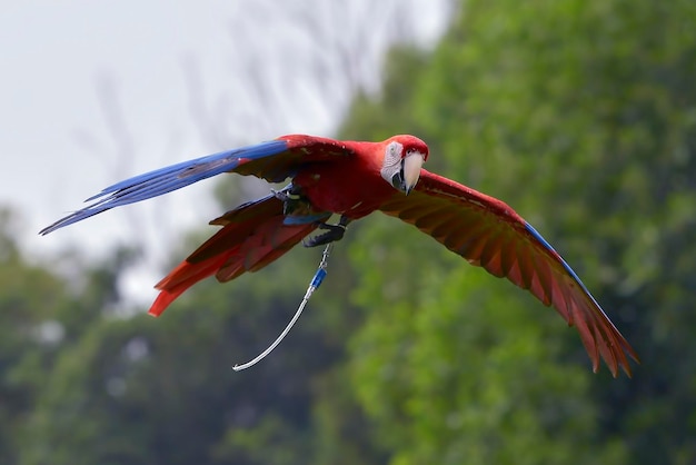 Papugi ara latają swobodnie po niebie