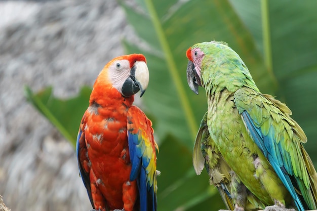 Papugi Ara w przyrodzie