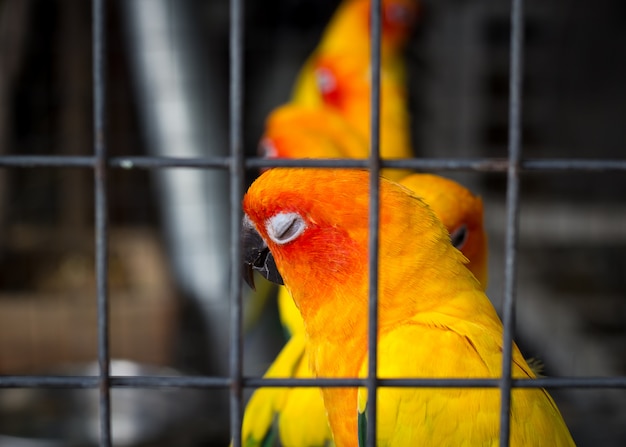 Papugi Sun Conure