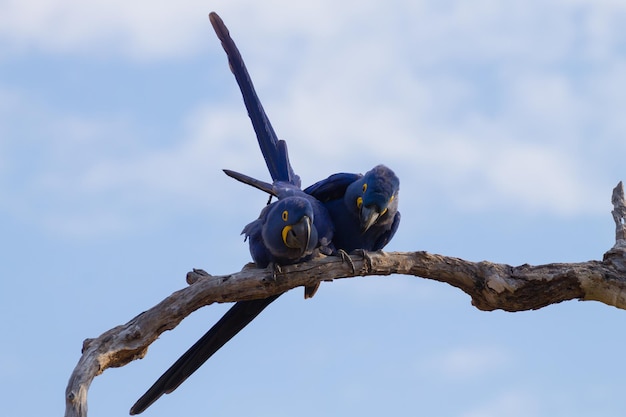 Para ara hiacyntowa z Pantanal w Brazylii. Brazylijska przyroda. Największa papuga na świecie. Anodorhynchus hyacinthinus