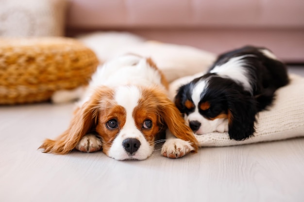 Para Cavalier King Charles Spaniel leżąca na poduszkach