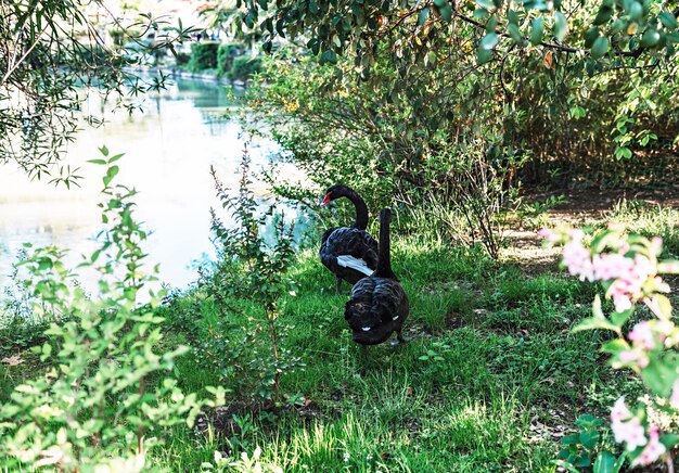 Para czarnych łabędzi chodzących po zielonej trawie nad jeziorem sezon godowy romans miłość pięknych ptaków