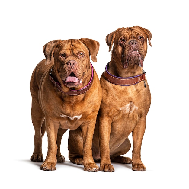 Para Dogue de Bordeaux siedzi razem na białym tle