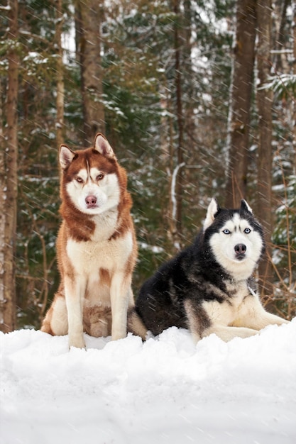 Para husky syberyjskich siedzi na zwalonym drzewie w zimowym lesie