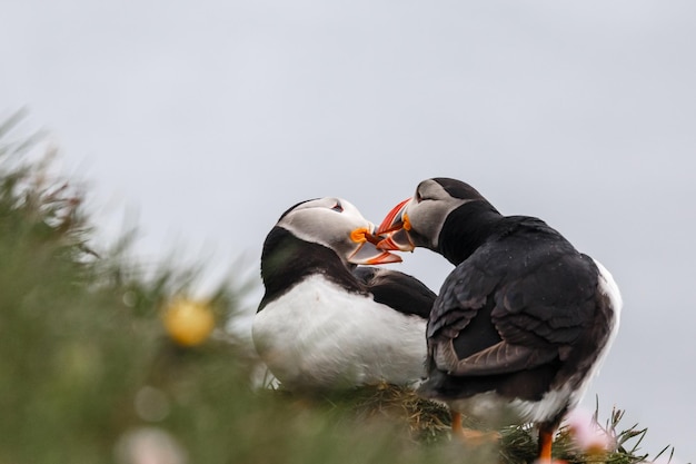 Para islandzkich maskonurów całujących klify Latrabjarg Westfjords Islandia