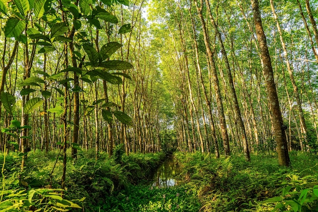 Para kauczuku, plantacji kauczuku lateksowego i kauczuku