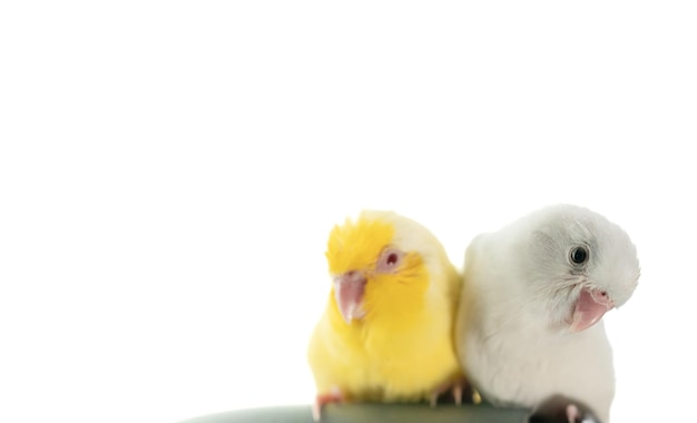 Para maleńkiej papugi biało-żółtej papugi Forpus