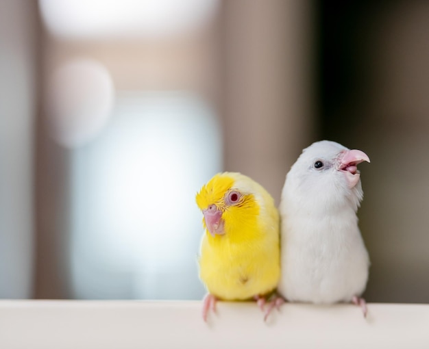 Para maleńkiej papugi biało-żółtej papugi Forpus