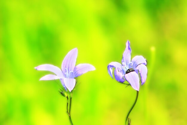 para pięknych kwiatów Campanula patula na polu