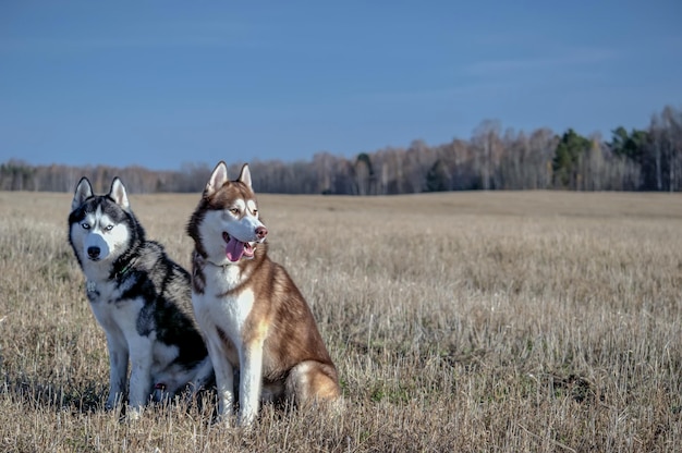 Para pięknych psów husky na spacerze w jesiennym polu w słoneczny dzień