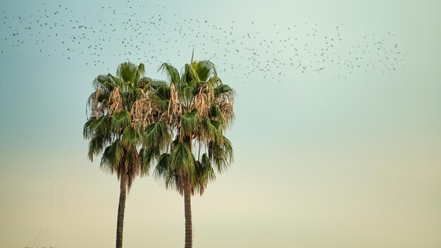 Para pobliskich palm z migrującymi ptakami