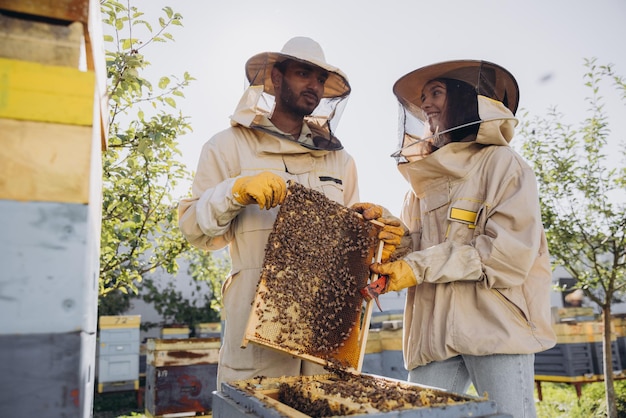 Para pszczelarzy, mężczyzna i kobieta, wyjmują ramę z pszczołami z ula na farmie pszczół